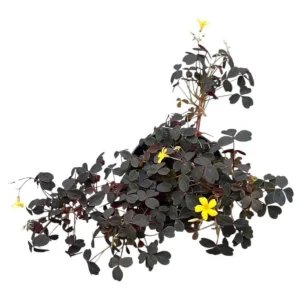 Burgundy Yellow Oxalis Live Plant Starter – 4 inch Pot, 4-6 inch Tall - Image 6