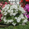 Busy Lizzy Impatiens Accent Premium White Flower Seeds - 500 Seeds - Annual - Indoor/Outdoor - Image 1