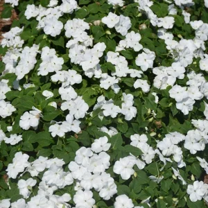 Busy Lizzy Impatiens Accent Premium White Seeds - 500 Seeds for Spring/Summer - Image 2