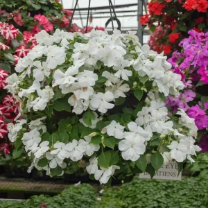 Busy Lizzy Impatiens Accent Premium White Seeds - 500 Seeds for Spring/Summer - Image 1