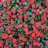 Busy Lizzy Impatiens Seeds, Scarlet, 500 Seeds, Sun & Shade Annuals - Image 1