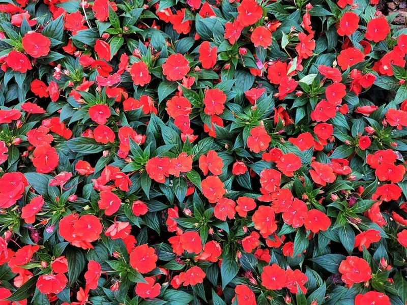 Busy Lizzy Impatiens Seeds Scarlet Red - 500 Seeds - Sun & Shade Annual Flower - Image 1