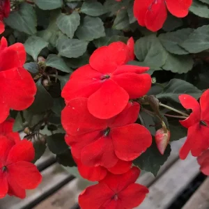 Busy Lizzy Impatiens Seeds - Scarlet Red Flowers - 500 Count - Sun & Shade Annual - Image 2