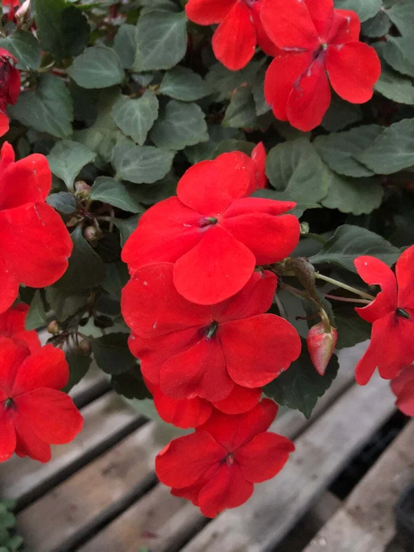 Busy Lizzy Impatiens Seeds - Scarlet Red Flowers - 500 Count - Sun & Shade Annual - Image 2