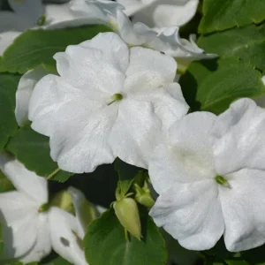 Busy Lizzy Impatiens Seeds White - 500 Count, Annual Flowering for Spring & Summer - Image 3