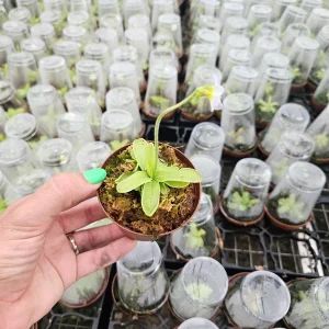 Butterwort Primuliflora Live Carnivorous Plant - 3 Inch Pot - Bug Catcher - Image 2