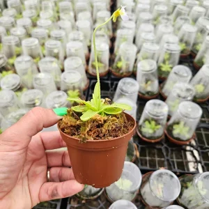 Butterwort Primuliflora Live Carnivorous Plant - 3 Inch Pot - Bug Catcher - Image 3