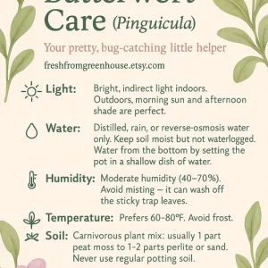 Butterwort Primuliflora Live Carnivorous Plant - 3 Inch Pot - Bug Catcher - Image 5