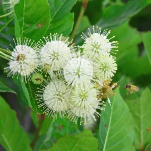 Button Bush Bare Root Plant - 5 Seedlings, 1-2ft Tall, Deciduous Shrub - Image 2