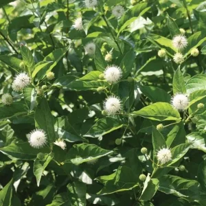 Button Bush Bare Root Plant - 5 Seedlings, 1-2ft Tall, Deciduous Shrub - Image 3