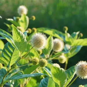 Button Bush Bare Root Plant - 5 Seedlings, 1-2ft Tall, Deciduous Shrub - Image 4