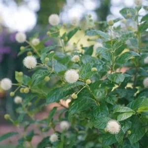 Button Bush Bare Root Plant - 5 Seedlings, 1-2ft Tall, Deciduous Shrub - Image 5