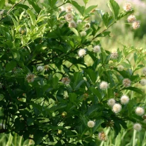 Button Bush Bare Root Plant - 5 Seedlings, 1-2ft Tall, Deciduous Shrub - Image 6