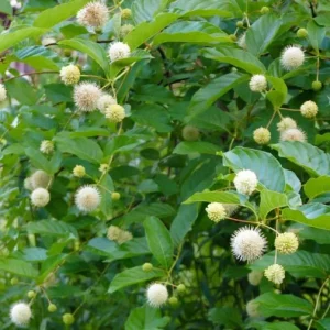 Button Bush Bare Root Plant - 5 Seedlings, 1-2ft Tall, Deciduous Shrub - Image 7