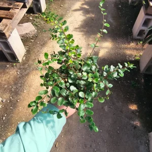 Button Fern Live Plant - Pellaea rotundifolia - 2in & 4in Pot - Indoor - Image 3