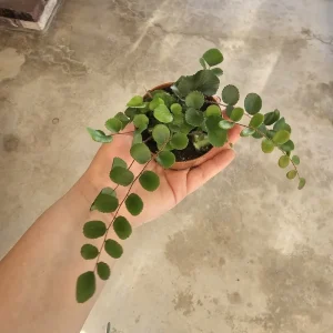 Button Fern Live Plant - Pellaea rotundifolia - 2in & 4in Pot - Indoor - Image 5