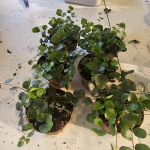 Button Fern Live Plant - Pellaea rotundifolia - 2in & 4in Pot - Indoor - Image 6