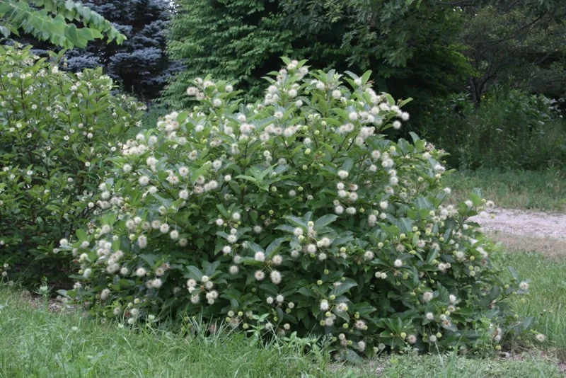 Buttonbush Cephalanthus occidentalis Live Plant – 12+ Inches Tall Bare Root Outdoor Shrub - Image 1