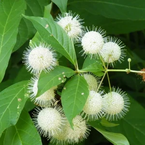 Buttonbush Cephalanthus occidentalis Live Plant 12+ Inches Tall Outdoor Shrub - Image 2