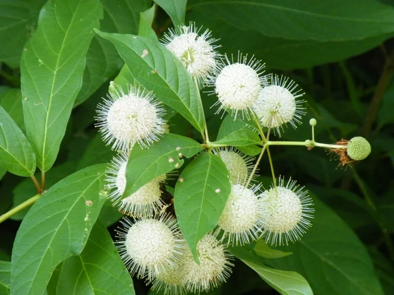 Buttonbush Cephalanthus occidentalis Live Plant 12+ Inches Tall Outdoor Shrub - Image 2