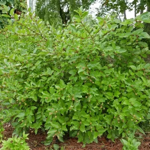 Buttonbush Cephalanthus occidentalis Live Plant – 12+ Inches Tall Bare Root Outdoor Shrub - Image 3