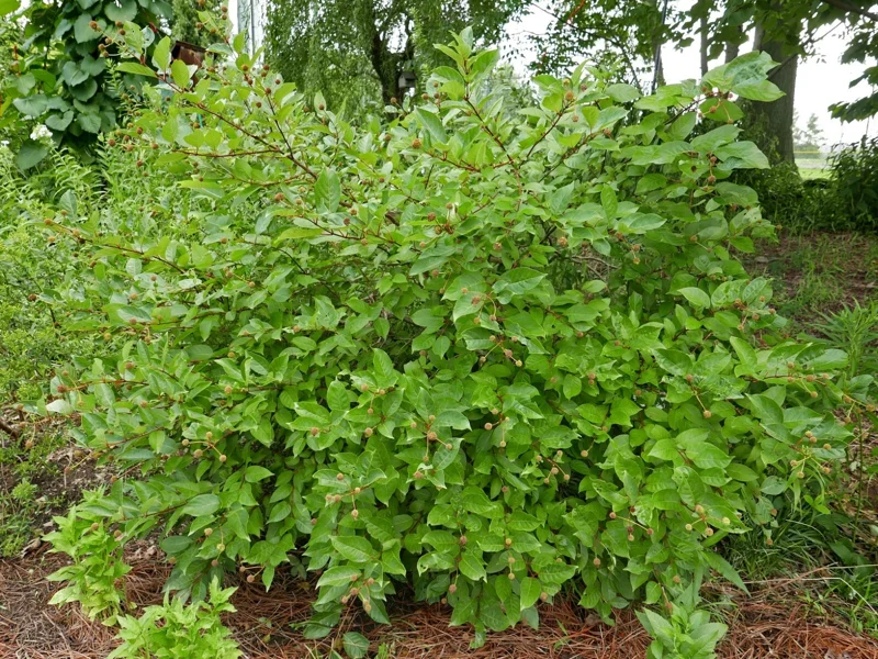 Buttonbush Cephalanthus occidentalis Live Plant – 12+ Inches Tall Bare Root Outdoor Shrub - Image 3