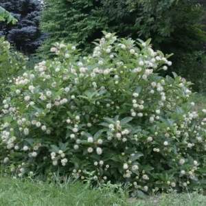 Buttonbush Cephalanthus occidentalis Live Plant 12+ Inches Tall Outdoor Shrub - Image 1