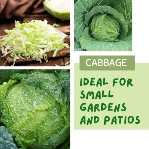 Cabbage Live Plant – 4-6 Inches Tall – Compact Vegetable for Indoor/Outdoor - Image 4