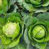 Cabbage Live Plant – 4-6 Inches Tall – Compact Vegetable for Indoor/Outdoor - Image 1