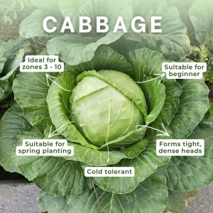 Cabbage Live Plant – 4-6 Inches Tall – Compact Vegetable for Indoor/Outdoor - Image 5