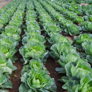 Cabbage Live Plant – 4-6 Inches Tall – Compact Vegetable for Indoor/Outdoor - Image 7