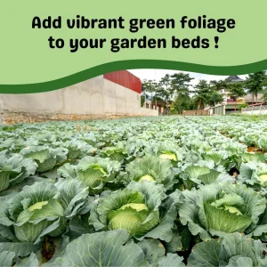 Cabbage Live Plant – 4-6 Inches Tall – Compact Vegetable for Indoor/Outdoor - Image 8