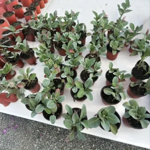 Cabbage Live Plants for Garden - 3 Vegetable Plants, 5 Inch Tall in 4 Inch Pot - Image 10