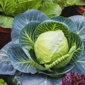 Cabbage Live Plants for Garden - 3 Vegetable Plants, 5 Inch Tall in 4 Inch Pot - Image 2