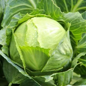 Cabbage Live Plants for Garden - 3 Vegetable Plants, 5 Inch Tall in 4 Inch Pot - Image 6