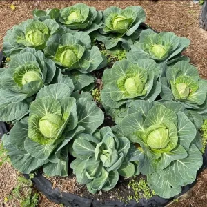 Cabbage Live Plants for Garden - 3 Vegetable Plants, 5 Inch Tall in 4 Inch Pot - Image 7