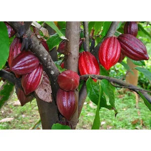 Cacao Tree Live Plant - 8-10 Inch Chocolate Fruit Tree in Half Gallon Pot - Image 4