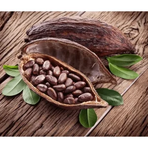 Cacao Tree Live Plant - 8-10 Inch Chocolate Fruit Tree in Half Gallon Pot - Image 5