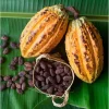 Cacao Tree Live Plant - 8-10 Inch Chocolate Fruit Tree in Half Gallon Pot - Image 1