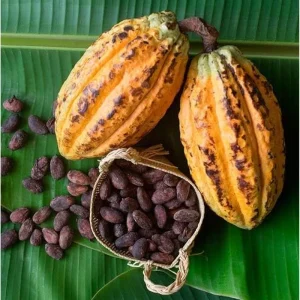 Cacao Tree Live Plant - 8-10 Inch Chocolate Fruit Tree in Half Gallon Pot - Image 1