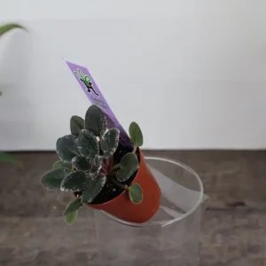 Cajun Lil Love Mini African Violet Live Plant – Variegated Houseplant – 2 Inch Pot - Image 2