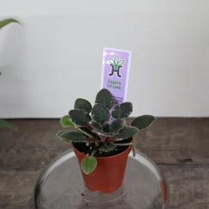 Cajun Lil Love Mini African Violet Live Plant – Variegated Houseplant – 2 Inch Pot - Image 3