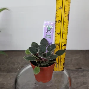 Cajun Lil Love Mini African Violet Live Plant – Variegated Houseplant – 2 Inch Pot - Image 4