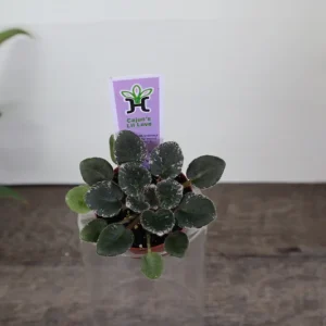 Cajun Lil Love Mini African Violet Live Plant – Variegated Houseplant – 2 Inch Pot - Image 1