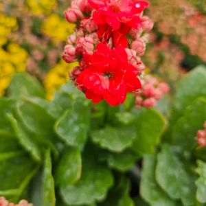 Calandiva Live Plant 4.5 Inch Pot - Double Bloom Kalanchoe Flowering Houseplant - Image 3