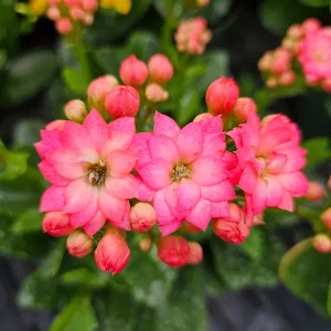 Calandiva Live Plant 4.5 Inch Pot - Double Bloom Kalanchoe Flowering Houseplant - Image 4