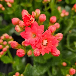 Calandiva Live Plant 4.5 Inch Pot - Double Bloom Kalanchoe Flowering Houseplant - Image 5