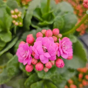 Calandiva Live Plant 4.5 Inch Pot - Double Bloom Kalanchoe Flowering Houseplant - Image 1