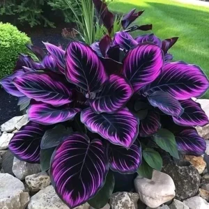 Calathea Couture Flower Seeds - 10+ Purple Tip Perennial Seeds for Indoor & Outdoor - Image 1