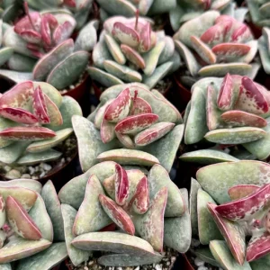 Calico Hearts Adromischus Triflorus Live Succulent Plant - 3 Inch Pot - Image 2